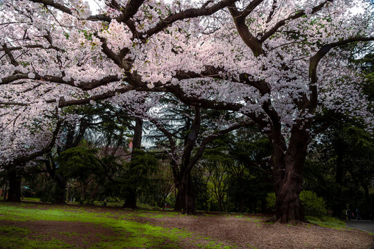 Wonderful spring season nature background Photography cherry blossom and new grass pink, green colour park in Japan Shijaku gyouen. Japanese Sakura Season beautiful background 
