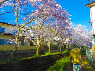 京都府　川沿いの桜並木を散歩する男性の後ろ姿