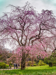 Wonderful spring season nature background Photography cherry blossom and new grass pink, green colour park in Japan Shijaku Gyouen. Japanese Sakura Season 