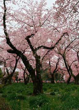 Wonderful spring season nature background Photography cherry blossom and new grass pink, green colour park in Japan Shijaku gyouen. Japanese Sakura Season 