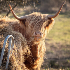 Scottish Highland Cow on the Isle of Skye, Scotland