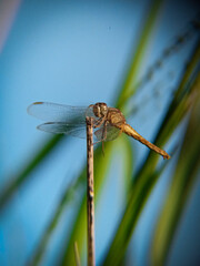 close up of dragonfly