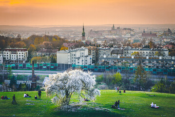 Widok na Kraków, panorama miasta z Kopca Krakusa, kwitnące drzewo śliwki