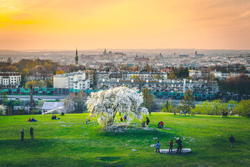Widok na Kraków, panorama miasta z Kopca Krakusa, kwitnące drzewo śliwki
