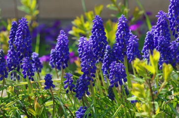Many blooming lupines in the garden