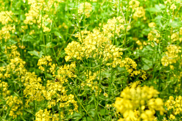 Rape cultivation.Mustard blooms in the field.Natural background of yellow flowers.Selective focus