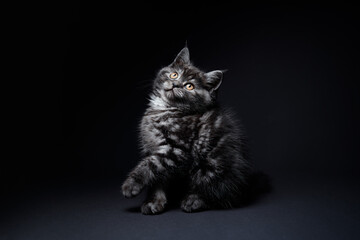 Studio shot of adorable scottish black tabby kitten on dark background. © Loginova