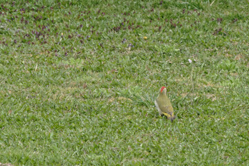Croupion jaune et tête rouge du Pivert. 