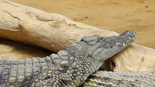 view of crocodile in a zoo