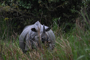 black and white rhino