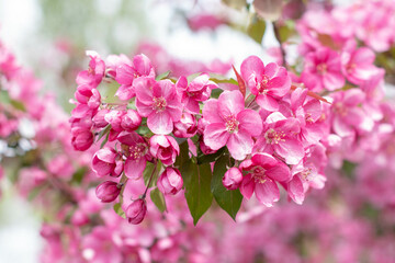 Spring background of flowers.Red apple tree flowers.Space for text