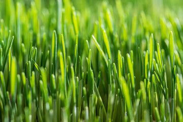 Background of green germinated wheat grains. Healthy food concept. Young green wheat plants growing...