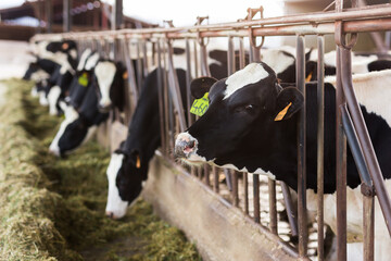 herd of cows in stall at dairy farm