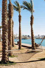 Obraz premium Hammock attached to palm trees, by the sea, on the background of palm trees