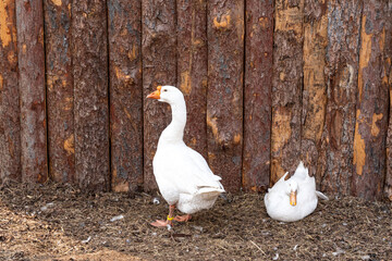 The white geese are going to play on the ground.