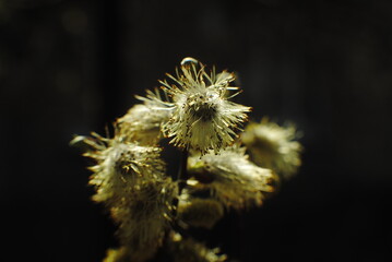flower of a willow