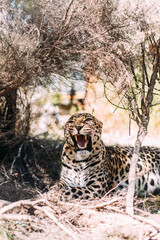 wunderschöner Leopard mit weit aufgerissenem Maul im Schatten unter einem Baum