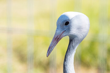 freigestellter grauer Vogel mit Platz für Text horizontal