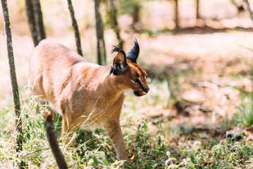 Ein Karakal mit seinen schwarzen spitzen Ohren auf Streifzug in Südafrika