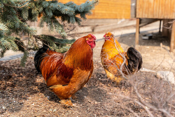 A beautiful rooster standing on the grass on a blurred green nature background. Rooster of the zodiac year. Year of the rooster.