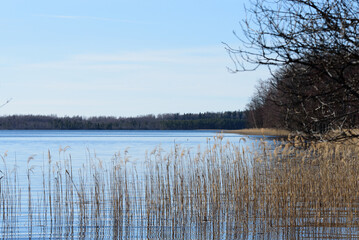 
beautiful lake view on a nice day with reeds in the distance in spring