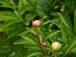 Buds from bloomed peony, Paeonia,  Paeoniaceae, always part of the traditional cottage garden, as well as in many Central European gardens,  also used as an ornamental plant for parks