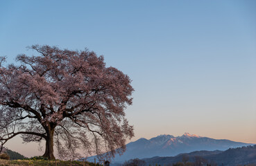 わに塚の桜　山梨県