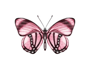 Butterfly watercolour clip art for wedding invitation or greeting cards