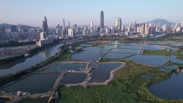 Shenzhen skyline , with skyscrapers and office against fish farm or fish ponds, during dramatic moment in evening, from the view of boundary of Hong Kong suburb where is named Ma Tao Lung in pan mood