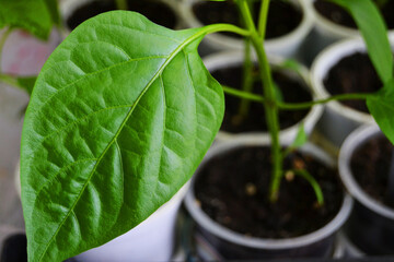Seedlings of young pepper close-up,bright green leaves