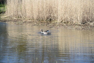 G&auml;nse im Wasser