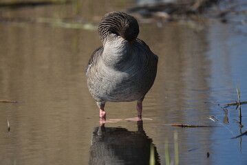 Gänse im Wasser