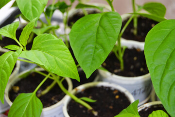 Seedlings in pots of young pepper close-up, green leaves