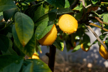 Fresh and organic lemons with green  leaves