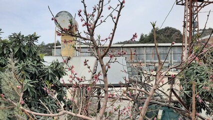 a peach tree