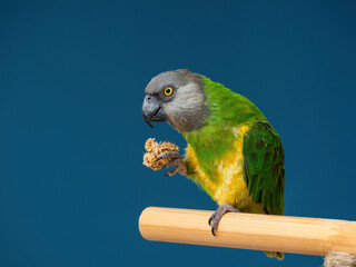 Poicephalus senegalus. Senegalese parrot sits on a perch and eats Senegal millet delicacy.