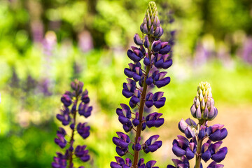 Colorful blue and purple colorful vibrant lupine wildflowers in with bokeh blurred background