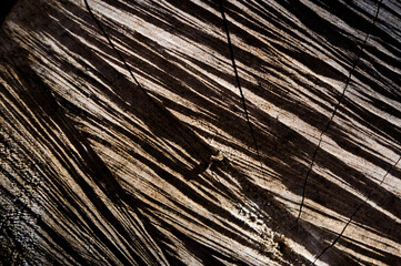 Obraz premium A close-up view of a spruce stump. Abstract background for various uses.