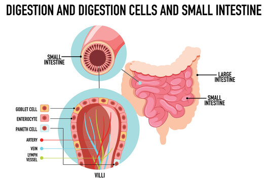 Diagram showing digestion and cells in small intestine