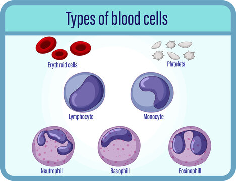 Type of blood cells medical information