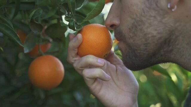 Young male smelling orange fruit hanging from tree