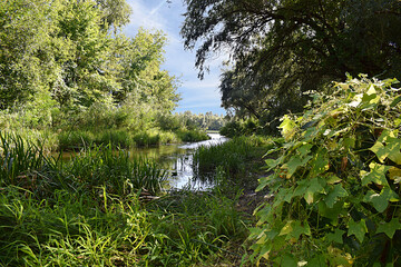 Landscape with a small river in the forest and ivy in the foreground.