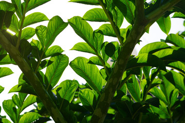 Green leaves of konjac. Leaf leaves of amorphophallus konjac also known as devil's tongue from japan.