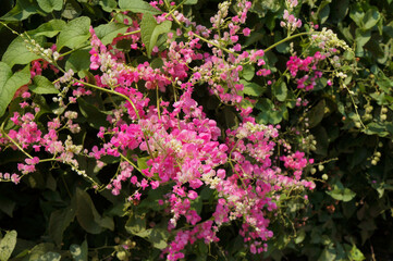 Phuangchompoo tree is growing on the edge of the fence.
