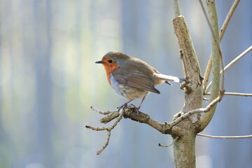 robin on a branch