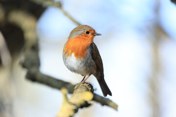 robin on a branch