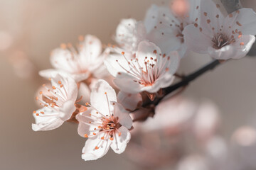 Białe kwiaty wiśni (Cherry blossom)