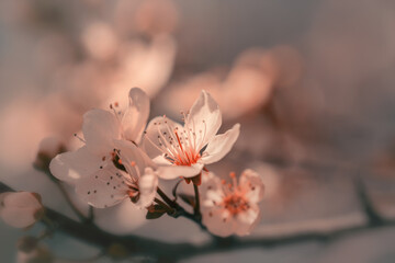 Kwiaty wiosennej kwitnącej wiśni. Pastelowe kwiaty w ogrodzie.