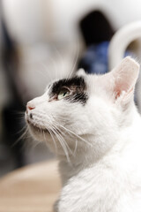 Black and white cat profile