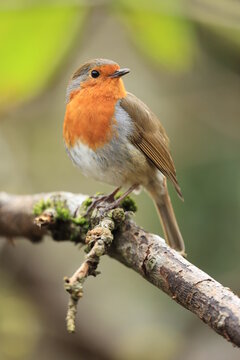 robin on a branch